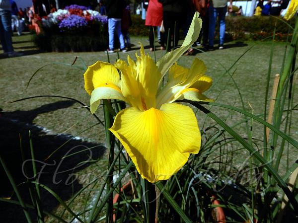 Yellow Dutch Iris